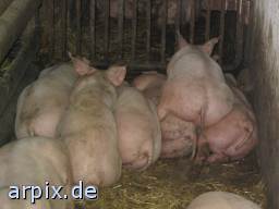 stall säugetier schwein