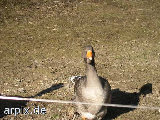 zoo bird goose
