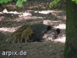 wild boar piglets nursing zoo mammal pig