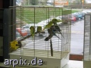 vogelausstellung objekt käfig vogel