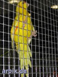 bird exhibition object cage bird