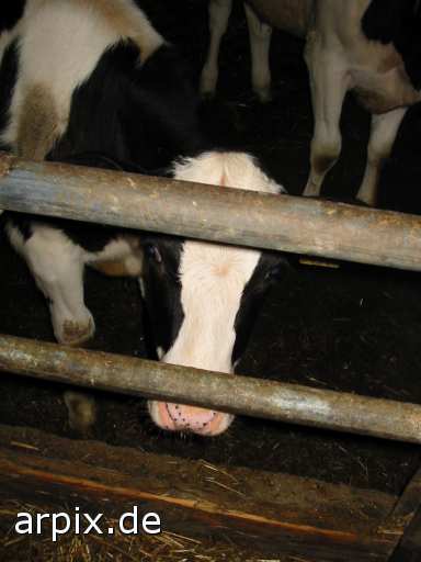 stable mammal cattle calf animal product flesh milk