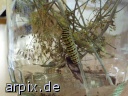 caterpillar insect object cage