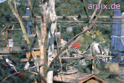 object cage bird aviary parrot