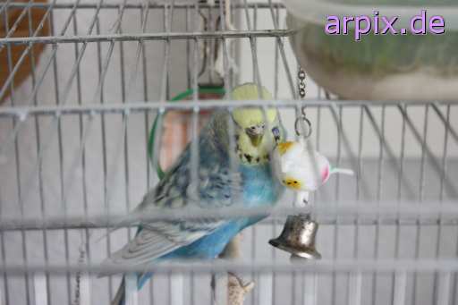 object cage bird parrot budgerigar