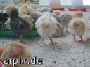 object cage breeding of the offspring bird poult