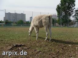 alpaca circus mammal