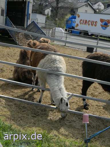circus mammal camel lama