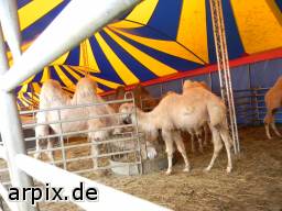 circus object fence mammal camel bactrian camel