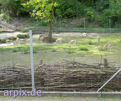 gazelle zoo object fence mammal