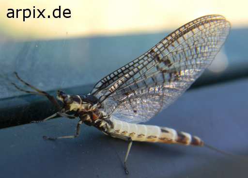 insect mayfly