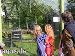zoo gaffer säugetier affe schimpanse mensch