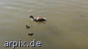 free pond bird duck poult