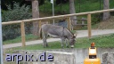 mammal horse donkey