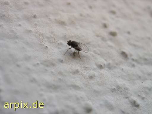 insect drosophila fruit fly