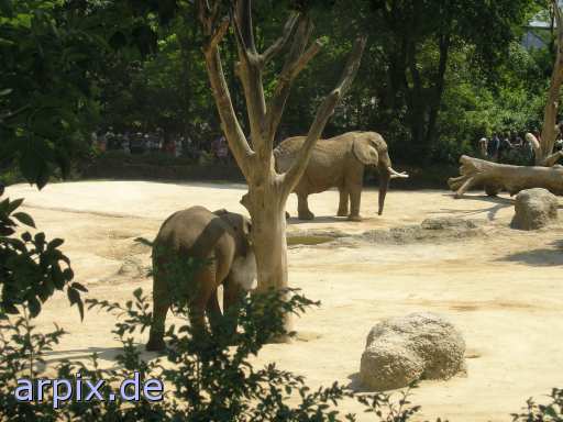 mammal elephant zoo