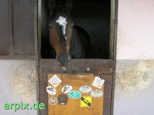  mammal horse riding stable