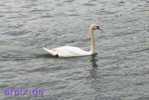 swan bird free