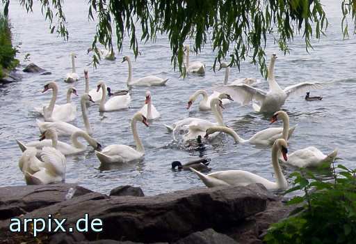 swan bird duck free