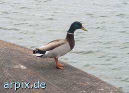  bird duck free