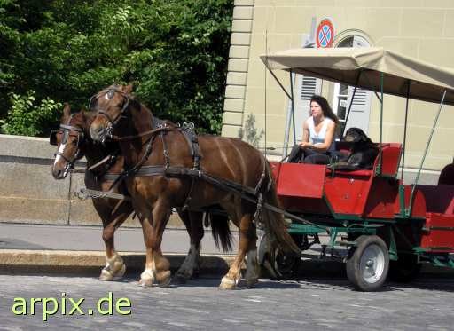  mammal horse coach