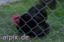  bird chicken fence zoo