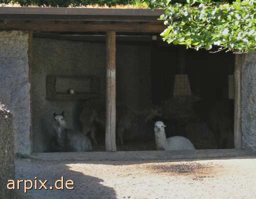 llama stable zoo