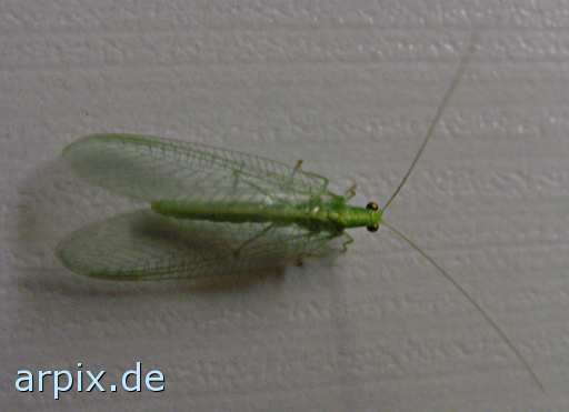 free common green lacewing insect