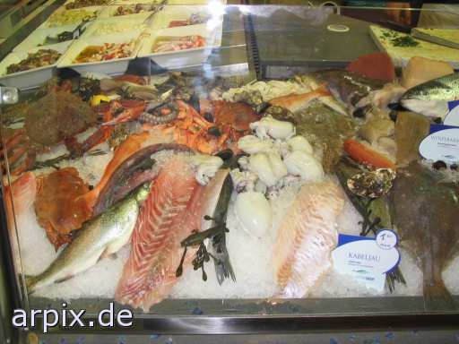 sea animal corpse fish