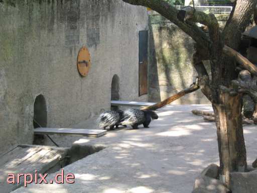 hedgehog zoo