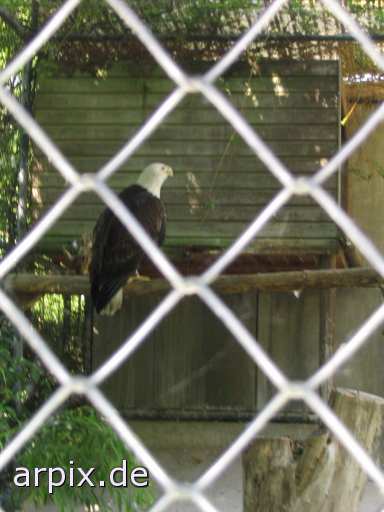 bald eagle bird zoo object fence