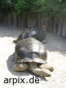 schildkröte riesenschildkröte zoo