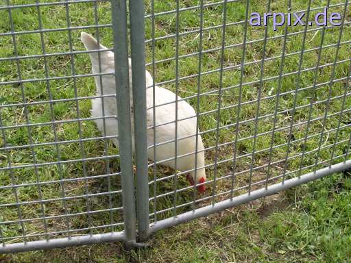 circus fence bird chicken