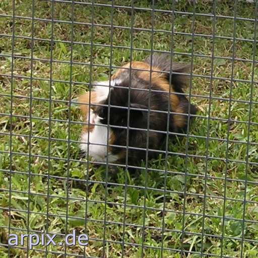 guinea pig circus object fence