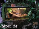 snake reptile cage