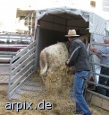 galloway mammal human cattle cow animal transport