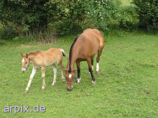 meadow mammal horse foal