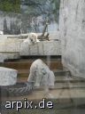 zoo gaffer mensch eisbär säugetier