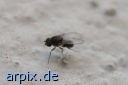 fruchtfliege fliege drosophila insekt