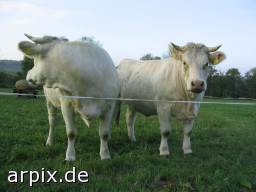 meadow cow mammal cattle earmark