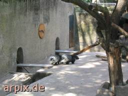 stachelschwein zoo