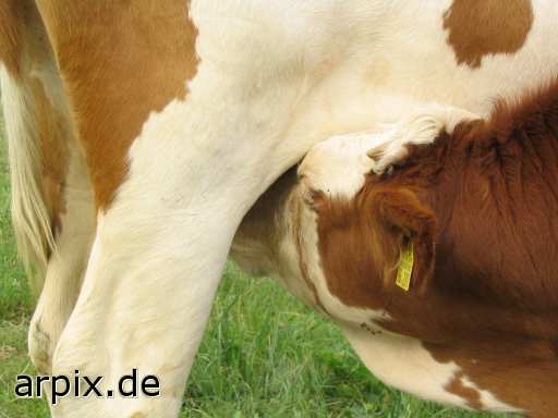 nursing mammal cattle calf cow udder animal product milk
