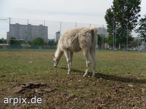 alpaca circus mammal