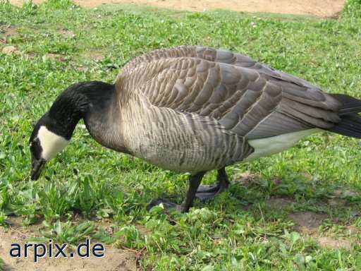 bird goose free