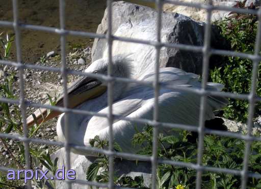 pelican bird fence zoo