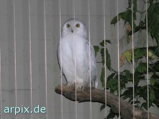 white owl zoo