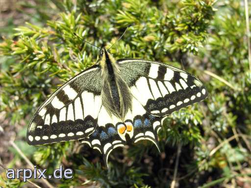 butterfly free insect swallowtail