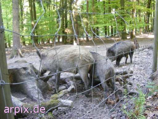 wildschwein frischlinge zoo objekt zaun säugetier schwein