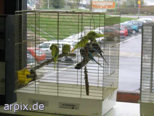 vogelausstellung objekt käfig vogel