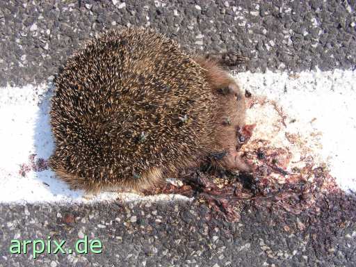 hedgehog roadkill corpse
